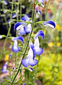 SALVIA PATENS DOTS DELIGHT