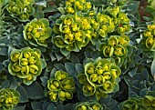 EUPHORBIA MYRSINITES, (IN FLOWER)