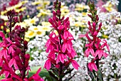 LOBELIA SPECIOSA FAN ROSE