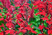 LOBELIA SPECIOSA  SCARLET FAN