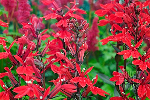 LOBELIA_SPECIOSA__SCARLET_FAN