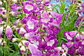 PENSTEMON TSAR