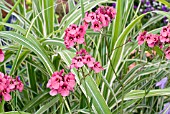 DIASCIA PERSONATA HOPLEYS WITH MISCANTHUS SINENSIS COSMOPOLITAN