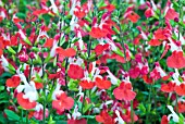 SALVIA X JAMENSIS HOTLIPS