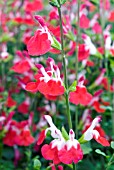 SALVIA X JAMENSIS HOTLIPS