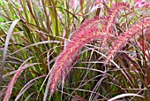 PENNISETUM SETACEUM RUBRUM