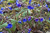 PULMONARIA ANGUSTIFOLIA,  NARROW LEAVED LUNGWORT FLOWERING PLANT GROWING IN THE GROUND