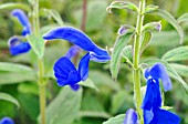 SALVIA PATENS