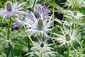 ERYNGIUM BLUE STAR