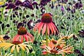 ECHINACEA ARTS PRIDE WITH SCABIOSA CHILE BLACK