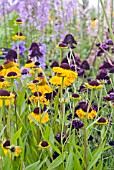 HELENIUM WYNDLEY WITH SCABIOSA CHILE BLACK