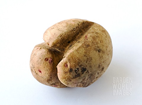 POTATO_VERITY_SHOWING_SPLITTING_OR_CRACKING__DURING_GROWTH
