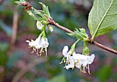 LONICERA FRAGRANTISSIMA