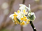 EDGEWORTHIA CHRYSANTHA