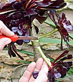 PROPAGATION OF AEONIUM ARBOREUM FROM STEM CUTTINGS, REMOVING  CUTTING FROM THE PARENT PLANT.