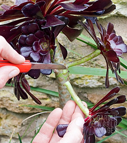 PROPAGATION_OF_AEONIUM_ARBOREUM_FROM_STEM_CUTTINGS_REMOVING__CUTTING_FROM_THE_PARENT_PLANT