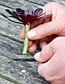 PROPAGATION OF AEONIUM ARBOREUM FROM STEM CUTTINGS, MAKING A CLEAN CUT ACROSS THE STEM.