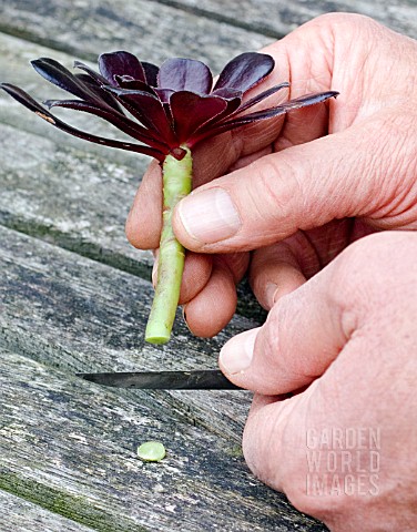 PROPAGATION_OF_AEONIUM_ARBOREUM_FROM_STEM_CUTTINGS_MAKING_A_CLEAN_CUT_ACROSS_THE_STEM