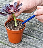 PROPAGATION OF AEONIUM ARBOREUM FROM STEM CUTTINGS, INSERTING THE CUTTING.