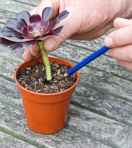 PROPAGATION_OF_AEONIUM_ARBOREUM_FROM_STEM_CUTTINGS_INSERTING_THE_CUTTING