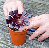 PROPAGATION OF AEONIUM ARBOREUM FROM STEM CUTTINGS,FIRMING IN THE CUTTING