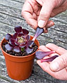 PROPAGATION OF AEONIUM ARBOREUM FROM STEM CUTTINGS, REMOVING LOWER LEAVES FROM POTTED CUTTING.
