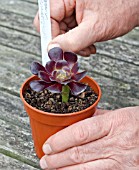 PROPAGATION OF AEONIUM ARBOREUM FROM STEM CUTTINGS, ADDING LABEL TO POT