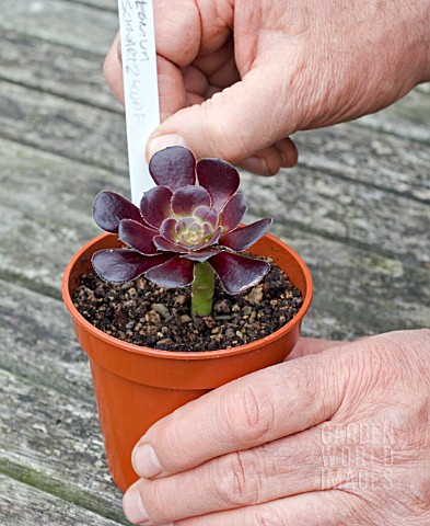 PROPAGATION_OF_AEONIUM_ARBOREUM_FROM_STEM_CUTTINGS_ADDING_LABEL_TO_POT