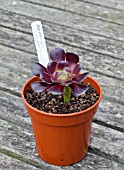 PROPAGATION OF AEONIUM ARBOREUM FROM STEM CUTTINGS, CUTTING INSERTED INTO GRITTY COMPOST IN POT.