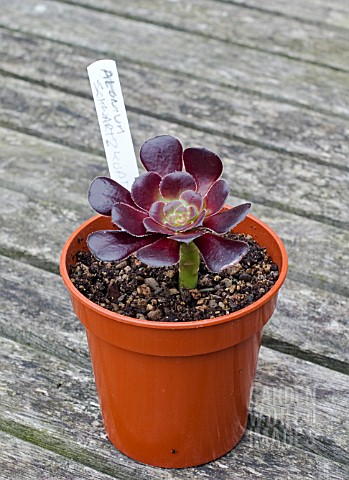 PROPAGATION_OF_AEONIUM_ARBOREUM_FROM_STEM_CUTTINGS_CUTTING_INSERTED_INTO_GRITTY_COMPOST_IN_POT