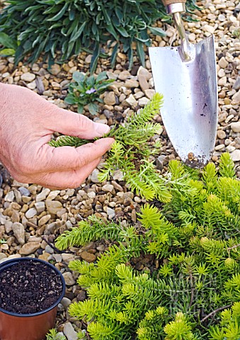 PROPAGATION_OF_SEDUM_BY_DIVISION_DIGGING_OUT_PART_OF_THE_GROWING_PLANT
