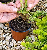 PROPAGATION OF SEDUM, DIVISION READY TO POT, SHOWING ROOTS.