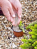 PROPAGATION OF SEDUM, GRIT BEING ADDED