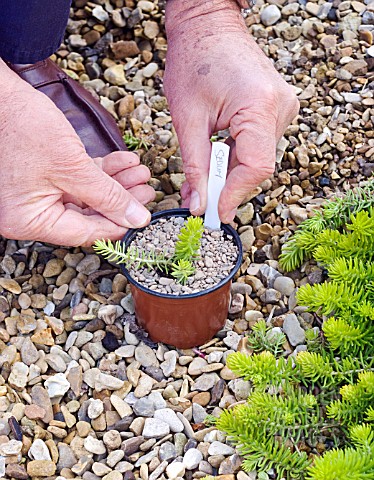 PROPAGATION_OF_SEDUM_DIVISION_NOW_POTTED_GRITTED_AND_LABELLED