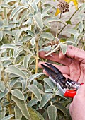 PROPAGATING PHLOMIS FRUTICOSA FROM STEM CUTTINGS, REMOVING CUTTING FROM PARENT PLANT.