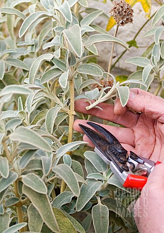 PROPAGATING_PHLOMIS_FRUTICOSA_FROM_STEM_CUTTINGS_REMOVING_CUTTING_FROM_PARENT_PLANT