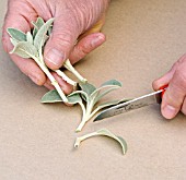 PROPAGATING PHLOMIS FRUTICOSA FROM STEM CUTTINGS, PREPARING THE CUTTINGS BEFORE INSERTION