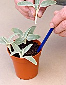 PROPAGATING PHLOMIS FRUTICOSA FROM STEM CUTTINGS, CUTTING PREPARED AND ABOUT TO BE INSERTED WITH OTHERS IN POT