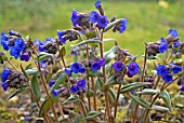 PULMONARIA ANGUSTIFOLIA,  NARROW LEAVED LUNGWORT,  FLOWERING PLANT GROWING IN THE GROUND