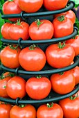 TOMATO DISPLAY|