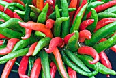 CAPSICUM ANNUUM, CHILLI LONG RED