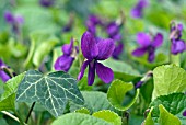 VIOLA ODORATA AMIRAL AVELLAN  PLANTS GROWING WITH IVY ON WOODLAND FLOOR