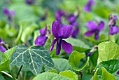 VIOLA ODORATA AMIRAL AVELLAN  PLANTS GROWING WITH IVY ON WOODLAND FLOOR