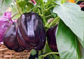 CAPSICUM ANNUUM, SWEET PEPPER BLUE JAY