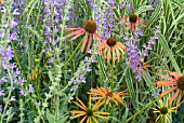 SALVIA VIRGATA WITH ECHINACEA ARTS PRIDE IN A PLANTING SCHEME WITH GRASSES