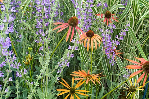 SALVIA_VIRGATA_WITH_ECHINACEA_ARTS_PRIDE_IN_A_PLANTING_SCHEME_WITH_GRASSES
