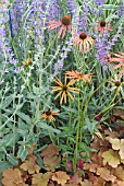 SALVIA VIRGATA WITH ECHINACEA ARTS PRIDE AND HEUCHERA CARAMEL