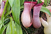 NEPENTHES VENTRICOSA, PITCHER PLANT