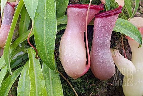 NEPENTHES_VENTRICOSA_PITCHER_PLANT