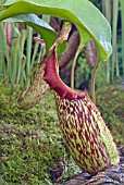 HYBRID PITCHER, NEPENTHES VEITCHII X MAXIMA